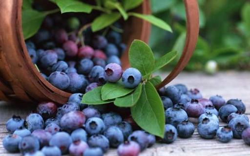 盆栽蓝莓的种植方法是什么（盆栽蓝莓怎么种植方法）