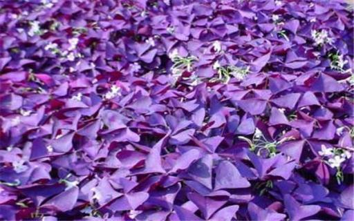 紫叶酢浆草怎么养茂盛