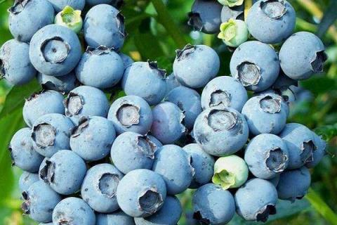 蓝莓种植条件温度是什么 蓝莓种植气候要求