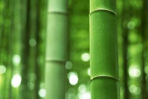 中国有多少种竹子（竹子的品种大全图解）