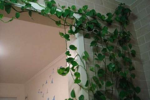 怎么养绿萝让它爬墙 怎样养绿萝才能爬墙