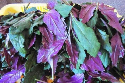紫背菜什么时候种植 怎么种产量高