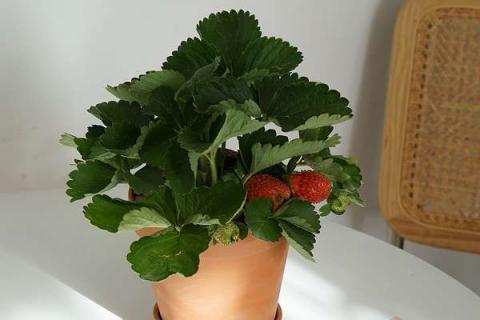 家庭阳台草莓种植方法是什么