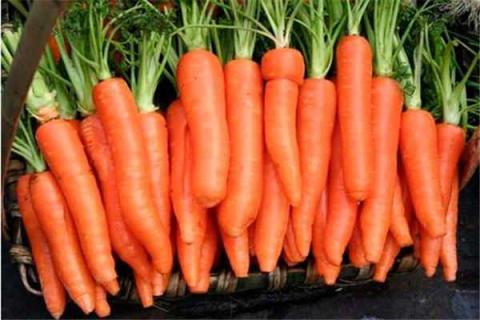 红萝卜和白萝卜可以一起吃吗 红萝卜和白萝卜可以一起吃吗会中毒吗