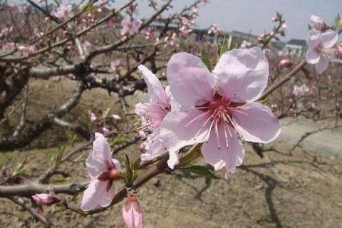 桃花什么时候开 花期在几月份