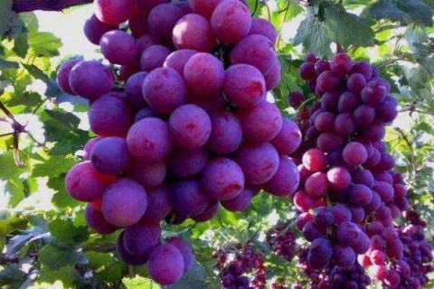 葡萄是什么季节的水果 几月份会成熟