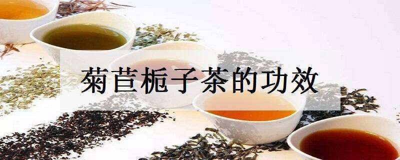 菊苣栀子茶的功效