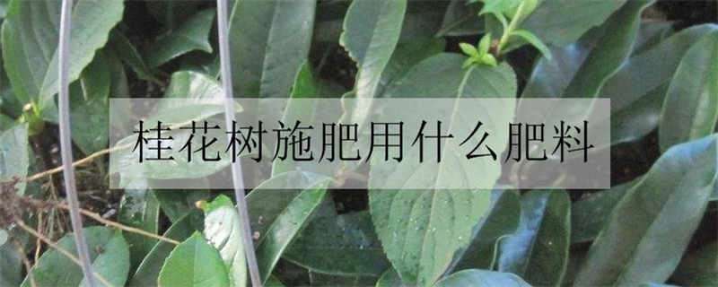 桂花树施肥用什么肥料