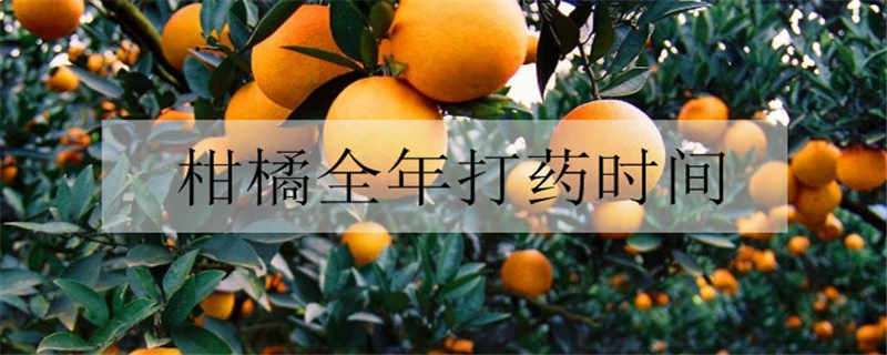 柑橘全年打药时间