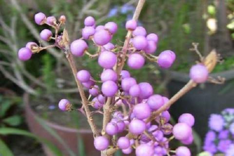 紫珠盆景的冬季养护（紫珠盆景的冬季养护与管理）