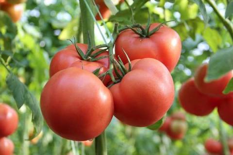 西红柿是水果还是蔬菜 常吃对人体的好处