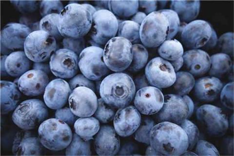 蓝莓一天吃多少为宜 蓝莓一天吃多少颗合适