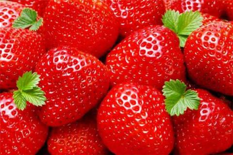草莓是什么季节的水果 