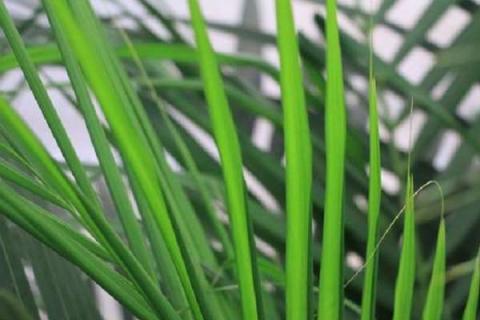 散尾葵和凤尾竹的区别 两者有什么不同