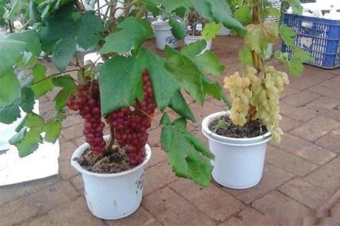 盆栽葡萄怎么过冬 冬天不用下架的耐寒葡萄苗