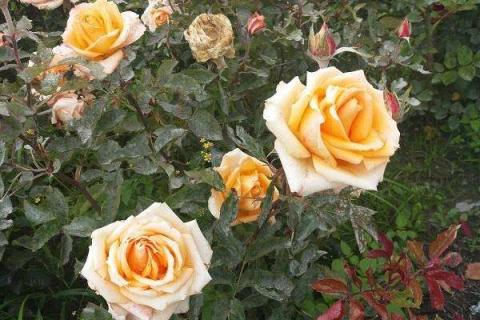玫瑰花的花语是什么 戴安娜玫瑰花的花语是什么
