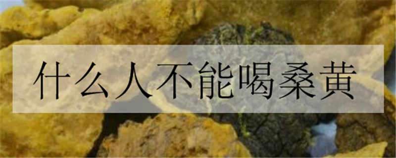 什么人不能喝桑黄