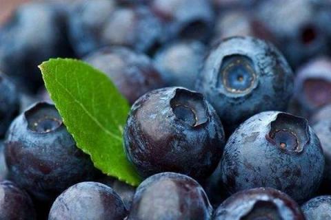 吃蓝莓的禁忌 食用注意事项