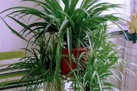 净化空气的室内植物