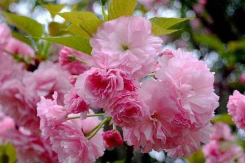 樱花几月开 花期如何养护