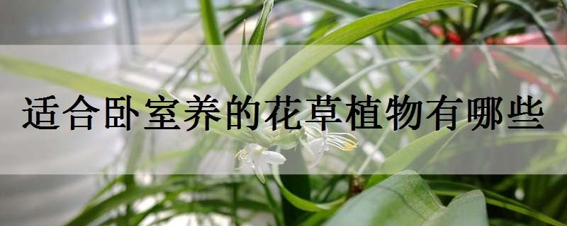 适合卧室养的花草植物有哪些（适合卧室养的花草植物有哪些?）