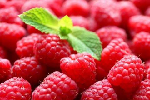 树莓的功效与作用及营养价值有哪些