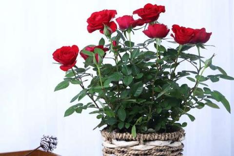 家养盆栽玫瑰花的养殖方法和注意事项有哪些