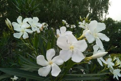 白花夹竹桃黄叶掉落怎么办 白花夹竹桃什么时候开花