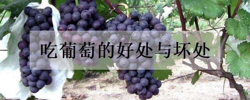 吃葡萄的好处与坏处 月经期间吃葡萄的好处与坏处