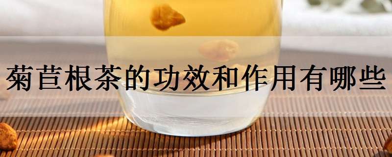 菊苣根茶的功效和作用有哪些