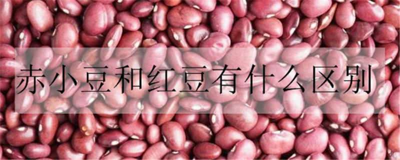 赤小豆和红豆有什么区别