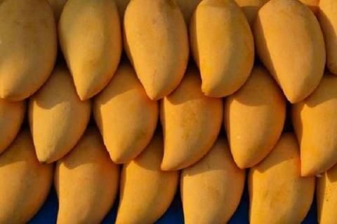 芒果皮能吃吗 有哪些营养物质
