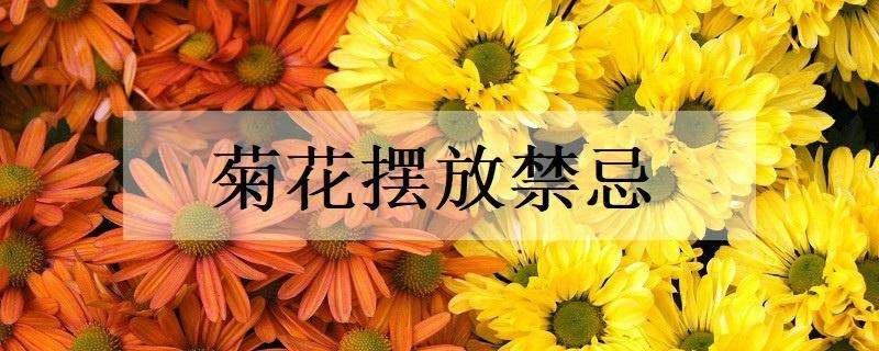 菊花摆放忌讳