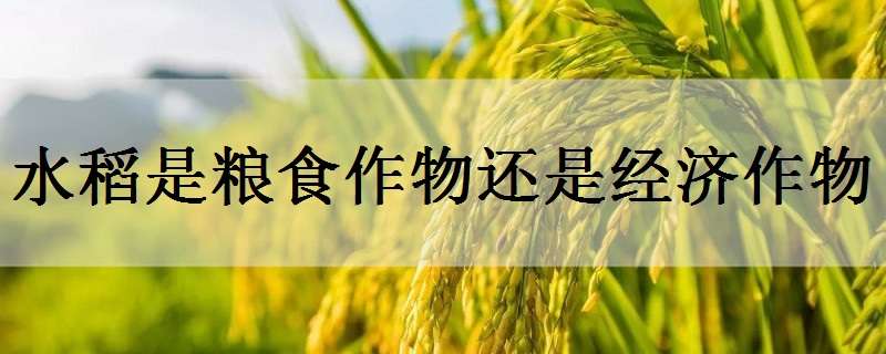 水稻是粮食作物还是经济作物