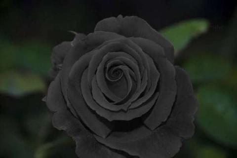 黑玫瑰花语是什么 红玫瑰的花语是什么