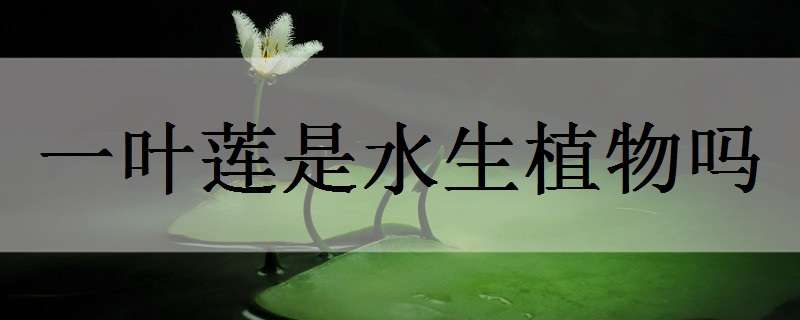 一叶莲是水生植物吗 一叶莲是什么植物