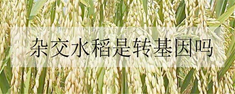 杂交水稻是转基因吗