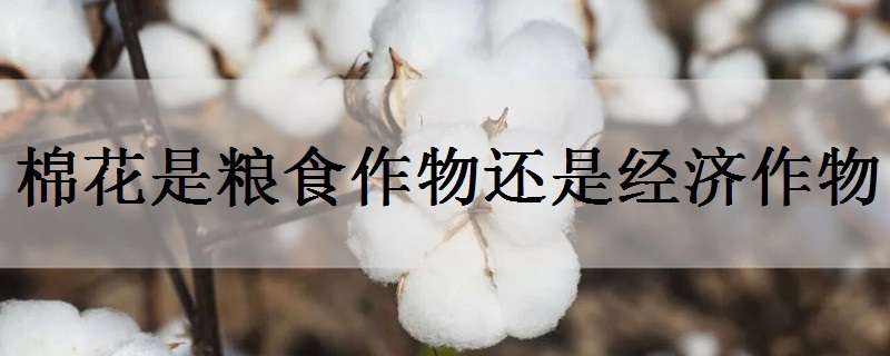 棉花是粮食作物还是经济作物