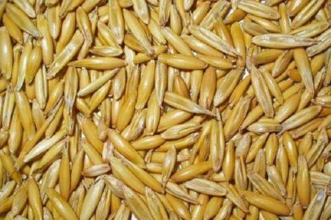 冬小麦和春小麦的区别 冬小麦和春小麦的区别初中地理