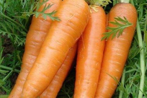 胡萝卜含有什么维生素 营养价值高吗
