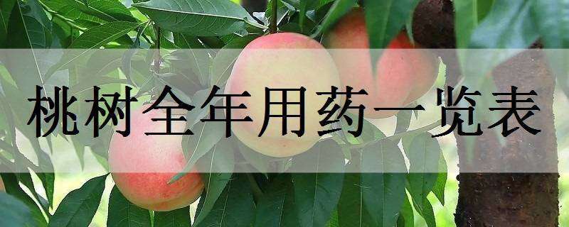 桃树全年用药一览表