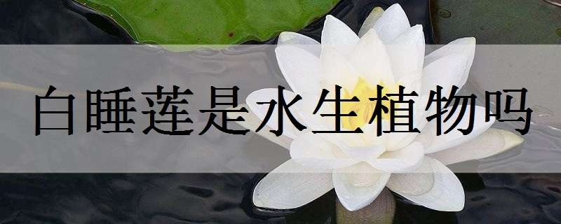 白睡莲是水生植物吗 白睡莲是水生植物吗还是植物