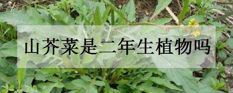 山芥菜是二年生植物吗（芥菜是多年生吗）