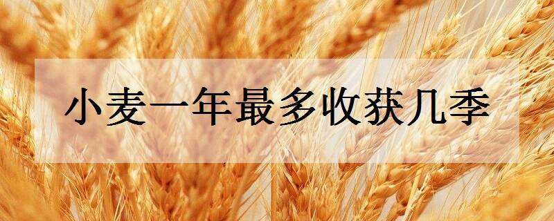 小麦一年最多收获几季