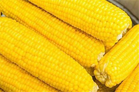 粘玉米是转基因的吗（花粒粘玉米是转基因的吗）