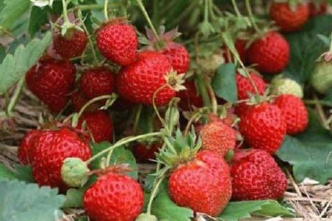 草莓功效与作用禁忌 食用方法有哪些