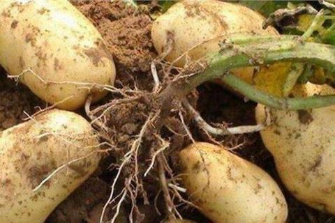 种土豆最忌讳什么肥料 如何正确施肥