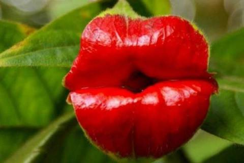 家养盆栽嘴唇花的养殖方法和注意事项有哪些