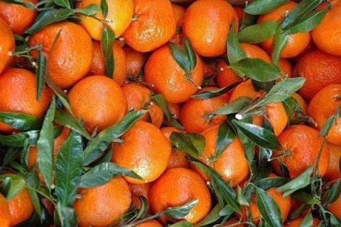 桔子和橘子的区别（桔子和橘子的区别功效是什么）