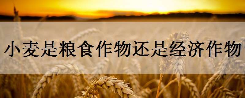 小麦是粮食作物还是经济作物